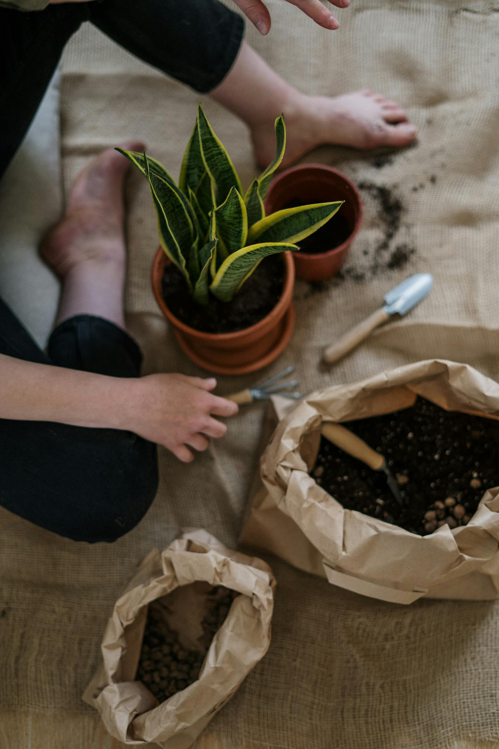 A woman potting a snake plant in a cozy indoor setting, emphasizing home gardening.